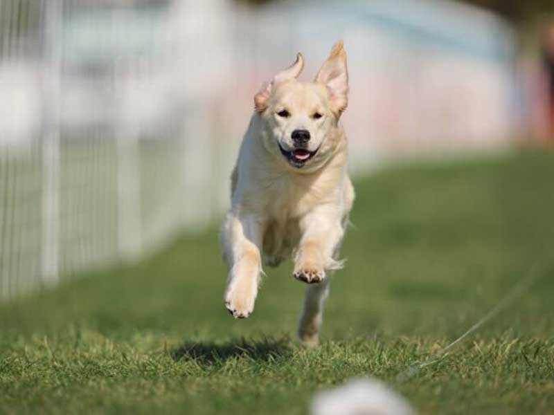 Veterinary Jobs in Rochester