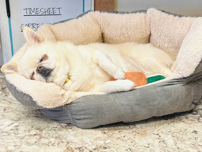 Rochester Pet Hospital