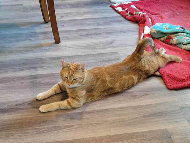 Veterinary Resources for your Pet