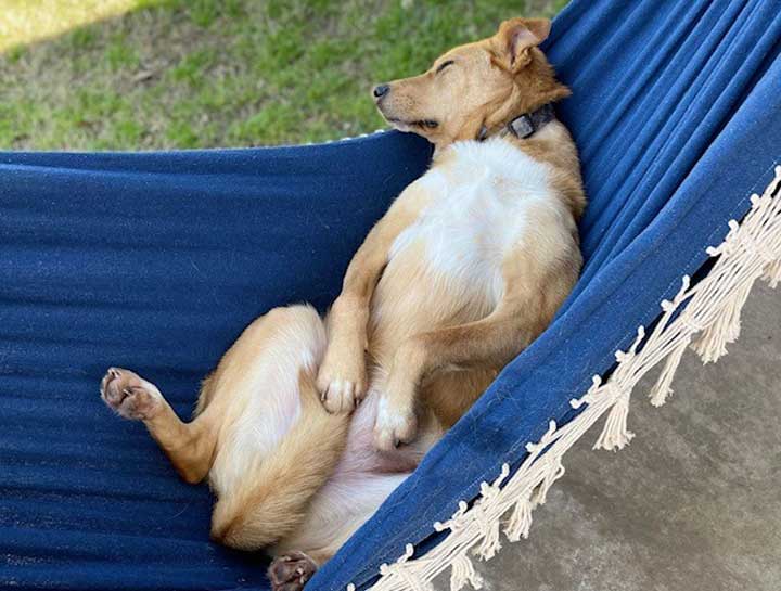 Preventive Care for Dogs