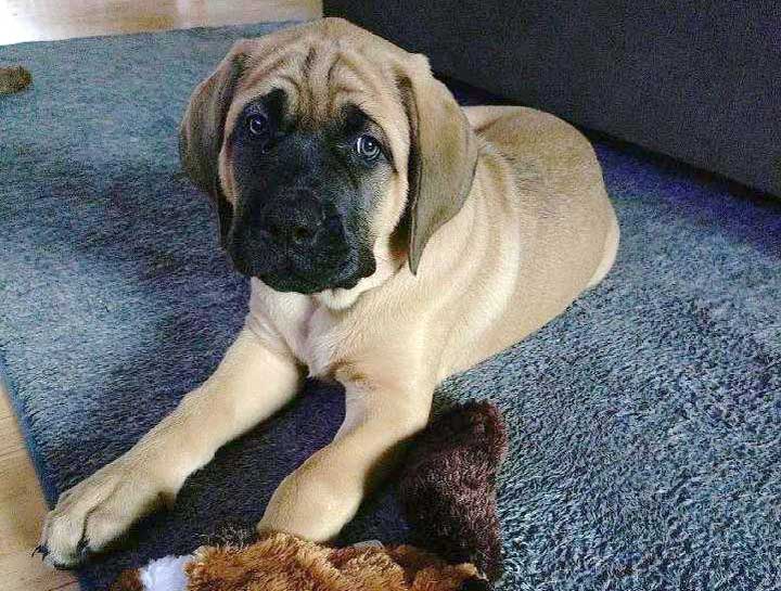 Puppy & Kitten Care 