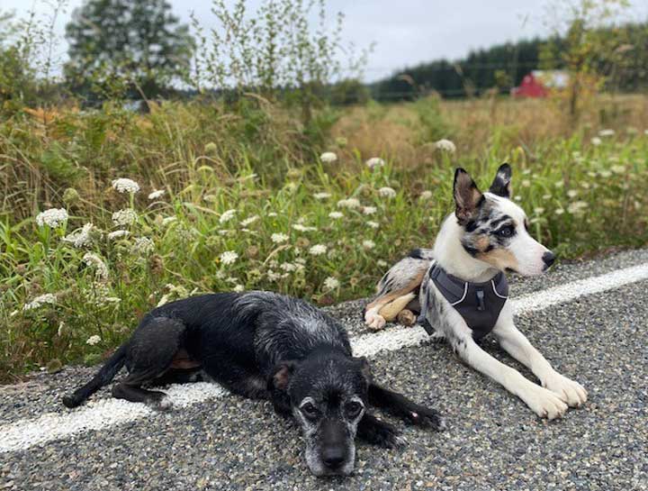 Senior Pet Care 