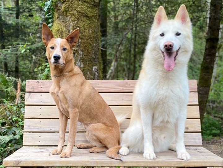 Laser Therapy for Pets