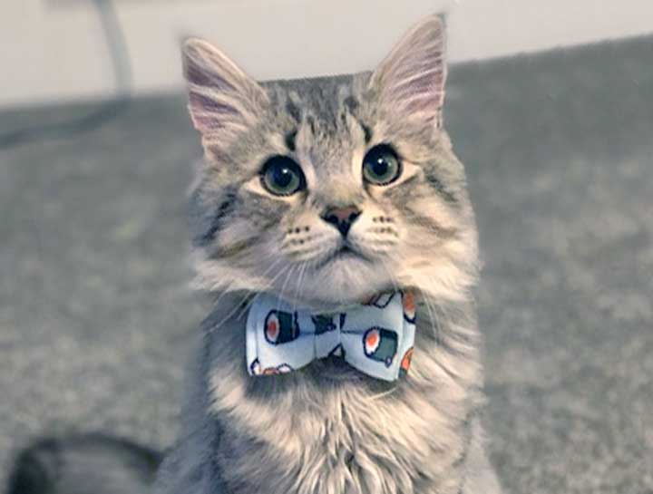 Cat Veterinarian