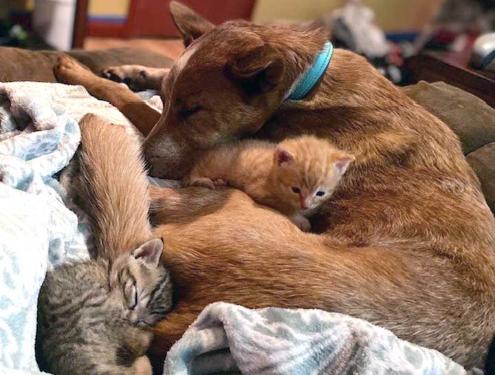 Spay & Neuter Procedures